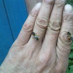 DSC01399_1-150x150 O pasiece