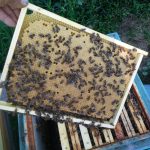 20160608_180740-150x150 O pasiece