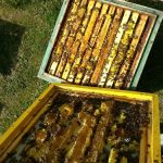 20170502_113837-150x150 O pasiece