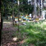 20170611_163143-150x150 O pasiece