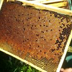 20170803_093108-150x150 O pasiece