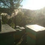 DSC_2739-150x150 O pasiece