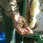 DSC_2782-150x150 O pasiece