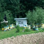 Pasieka-150x150 O pasiece