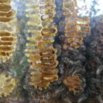 283202279_3300911070234201_7661116442518303622_n-150x150 O pasiece