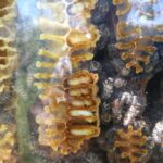 IMG_20220519_143016-150x150 O pasiece