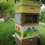 IMG_20240604_172621-150x150 O pasiece