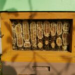 indeks-150x150 O pasiece