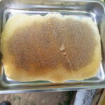 dzika1-150x150 O pasiece