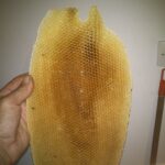 dzika2-150x150 O pasiece